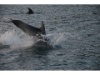 066 Jumping Delfin 
