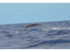 043 Wale zum Greifen nahe 